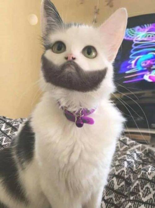 Hipsterkat