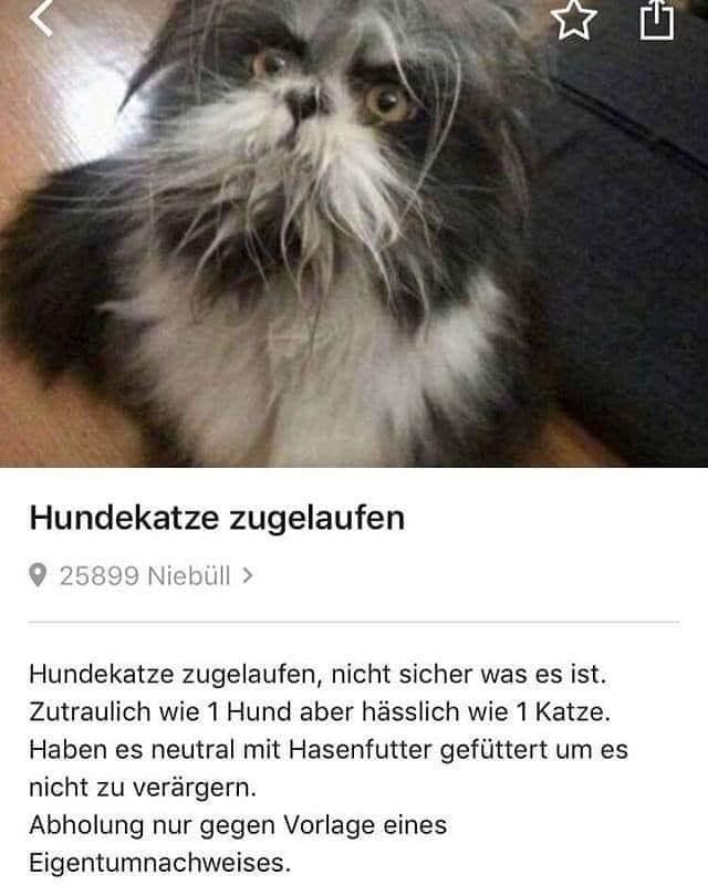 Hundekatze