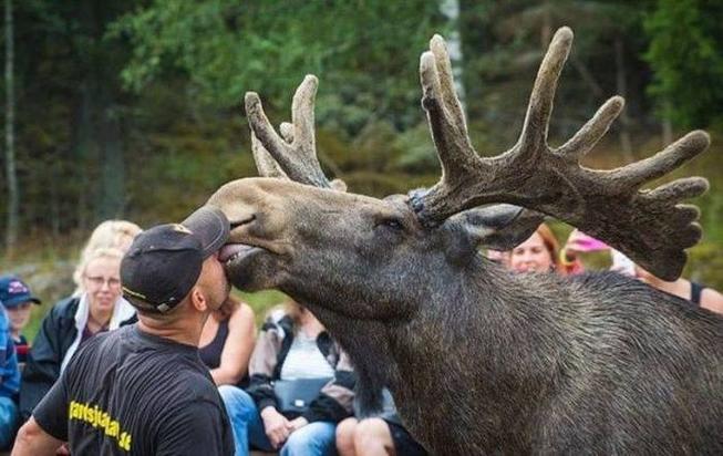 Ich_glaub_mich_knutscht_ein_elch