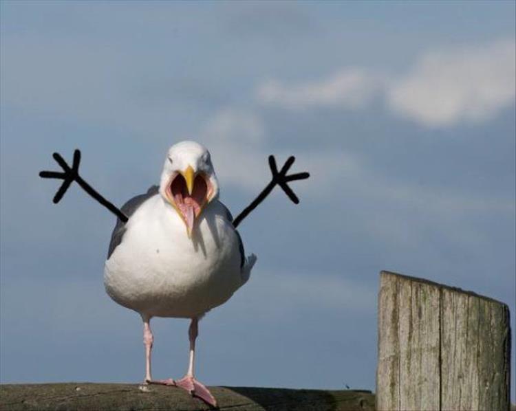 Möwe