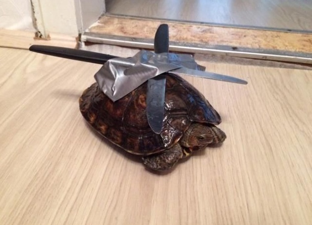 Ninjaturtle