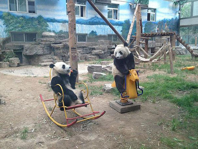 Pandas