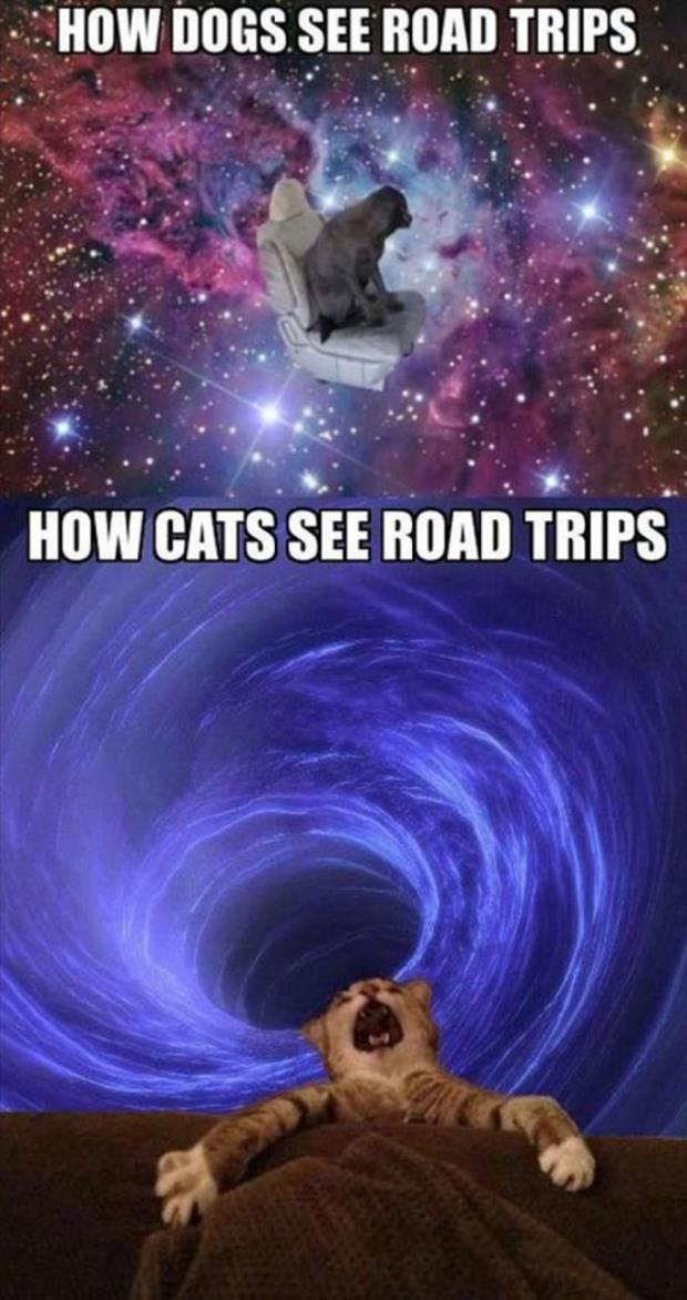 Road-trips-for-dogs-and-cats