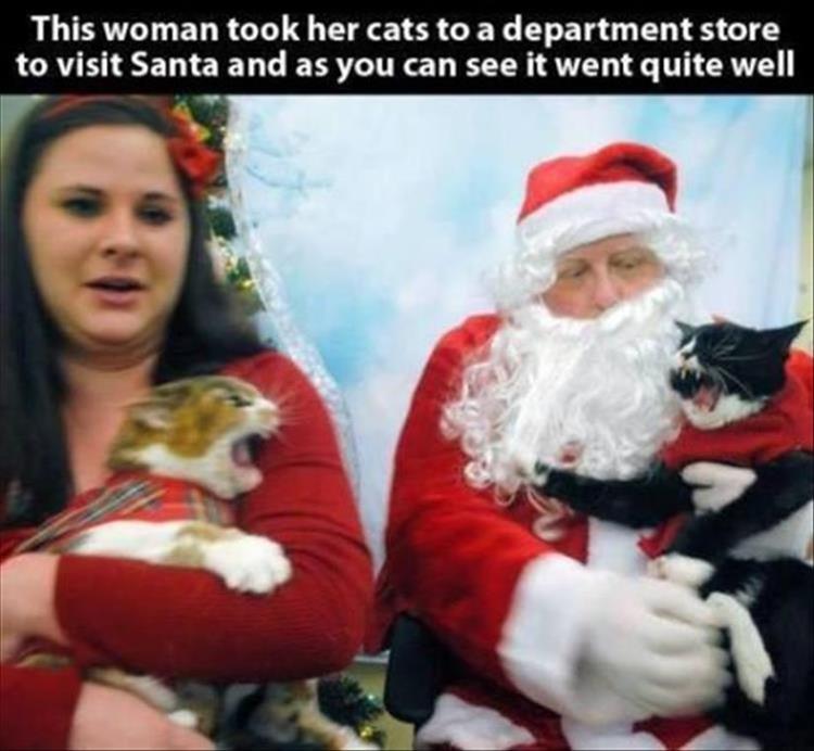 SantaCats