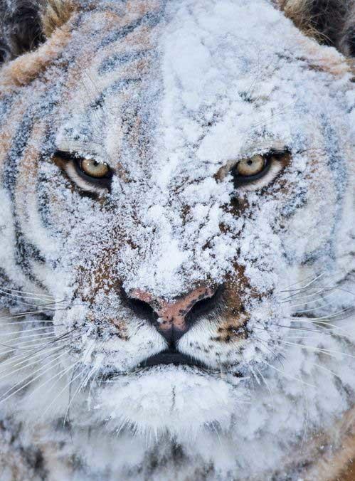 Schneetiger