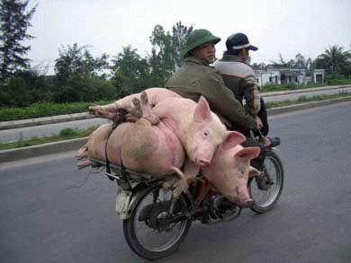 Schweinebike