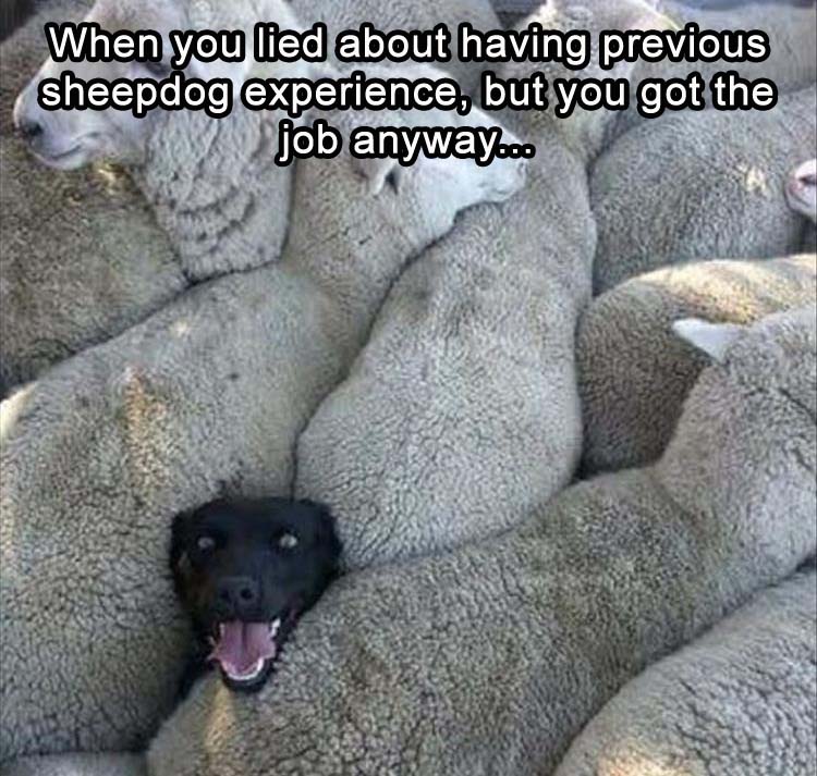 Sheepdog