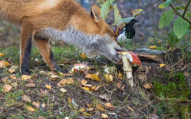 Sucht-Fuchs