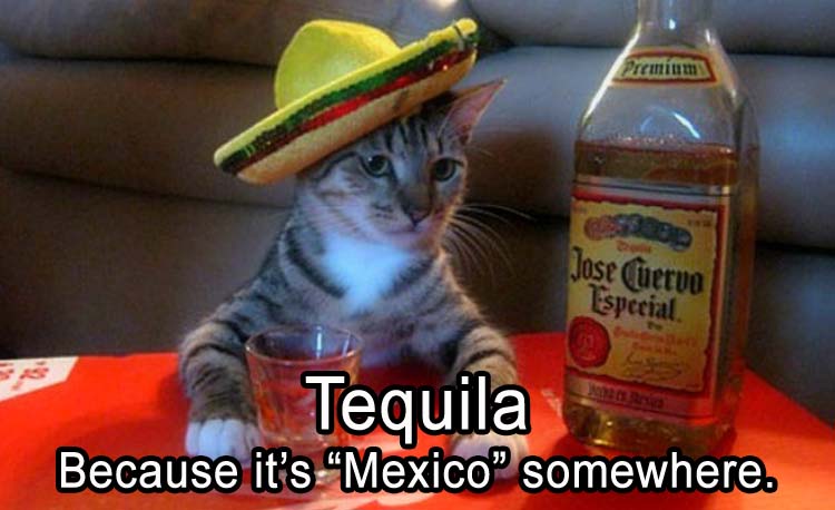 TequillaCat