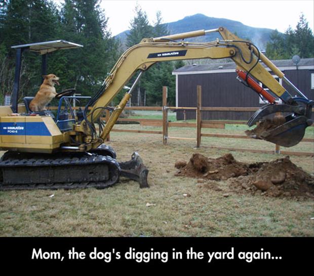 The-dog-is-digging-in-the-backyard-again