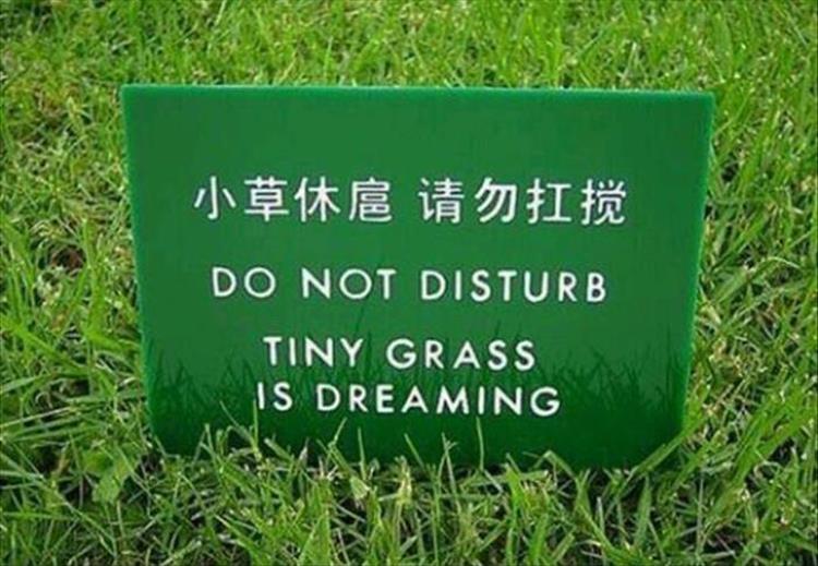 TinyGrasDreaming