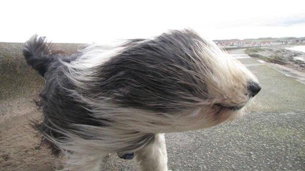 Windhund